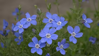 Azure Blooms