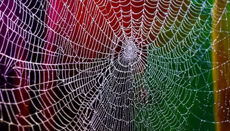 Intricate Web Intricate Web