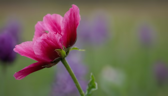 Pink Perfection
