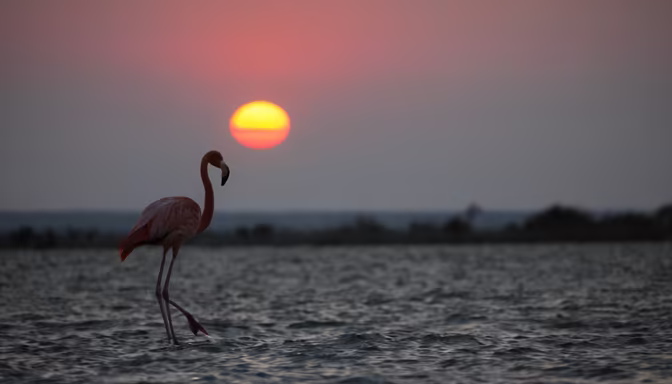 Flamingo at Sunset