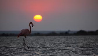 Flamingo at Sunset Flamingo at Sunset