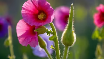 Summer Blooms