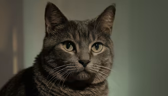 Gray Tabby Stare Gray Tabby Stare