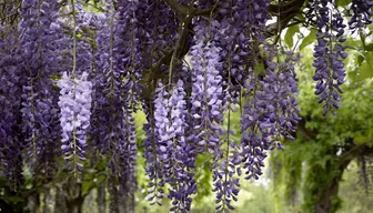 Wisteria Dreams Wisteria Dreams