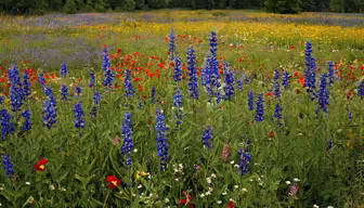Wildflower Meadow Wildflower Meadow