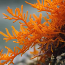Vibrant Coral Fungi