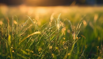 Golden Meadow