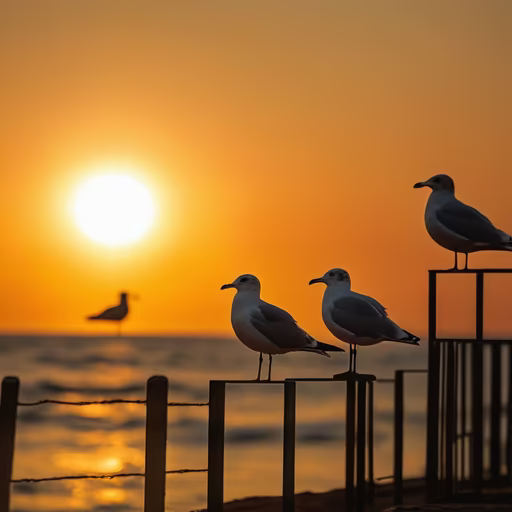 Seagull Sunset