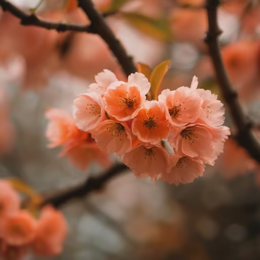 Spring Blossom