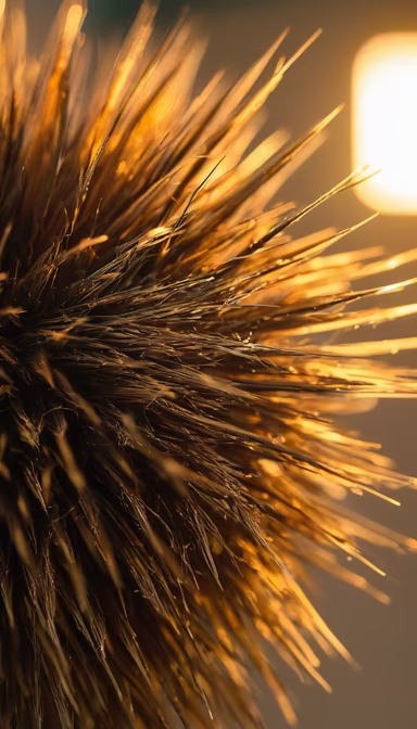 Golden Bristles Golden Bristles