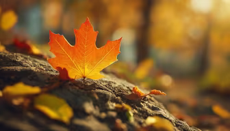 Autumn's Touch