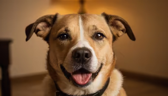 Happy Pup Happy Pup