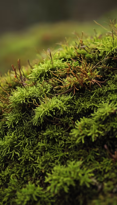 Mossy World