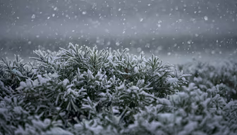 Winter's Embrace Winter's Embrace
