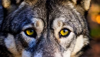 Golden Gaze Golden Gaze