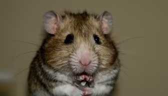 Hamster Time Hamster Time