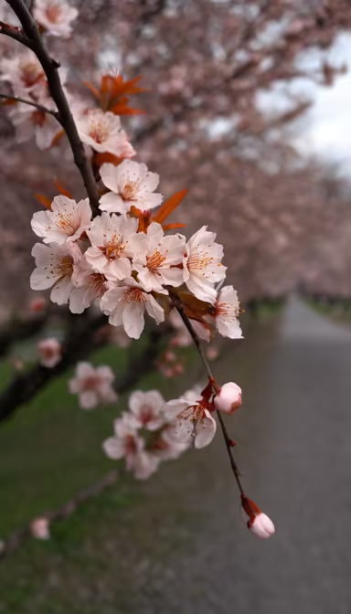 Spring Blossom Spring Blossom