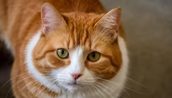 Ginger Gaze