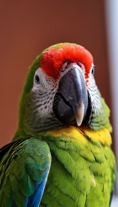Scarlet-fronted Macaw