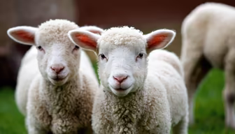 Spring Lambs Spring Lambs