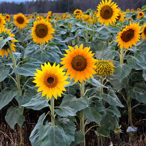 Sunflower Field