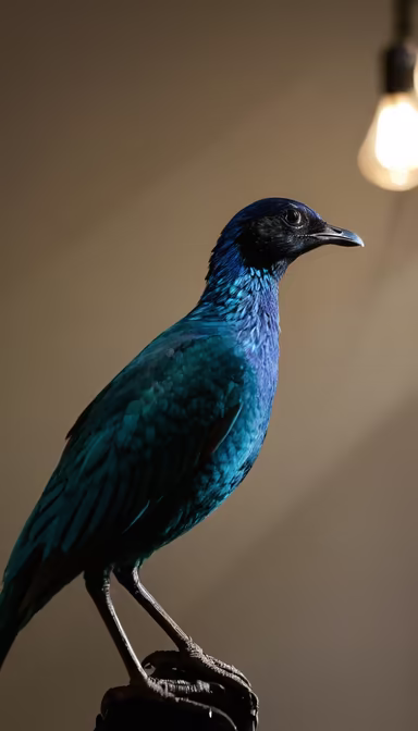 Starry Plumage