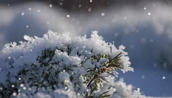 First Snowfall First Snowfall