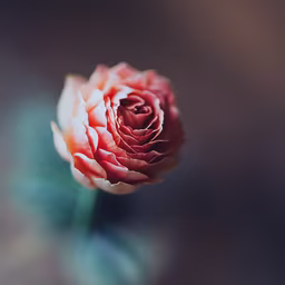 Delicate Bloom