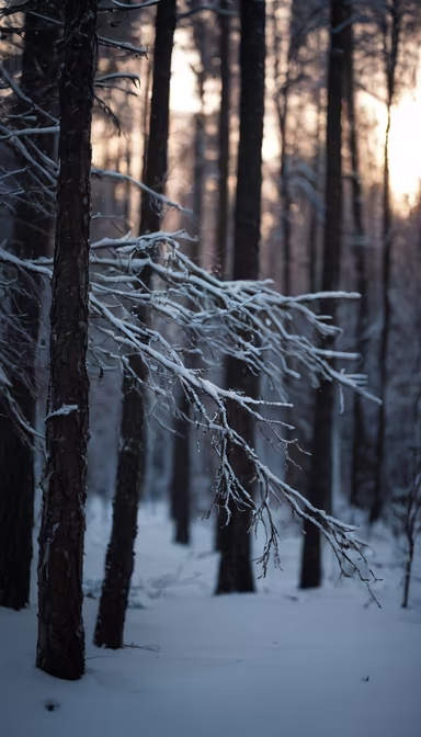 Winter's Embrace