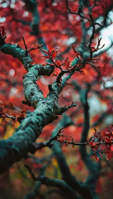 Autumnal Tree Autumnal Tree