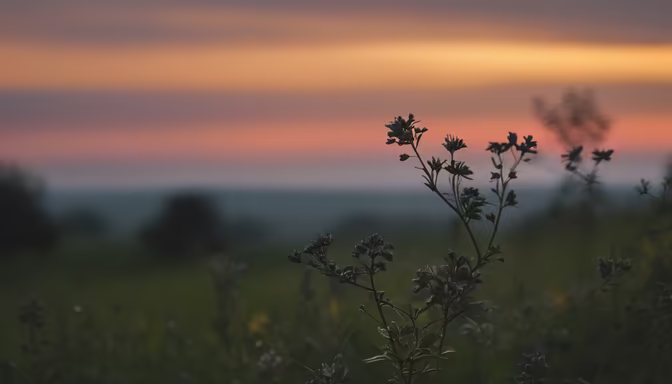 Sunset Meadow