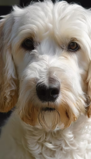 Puppy Eyes Puppy Eyes