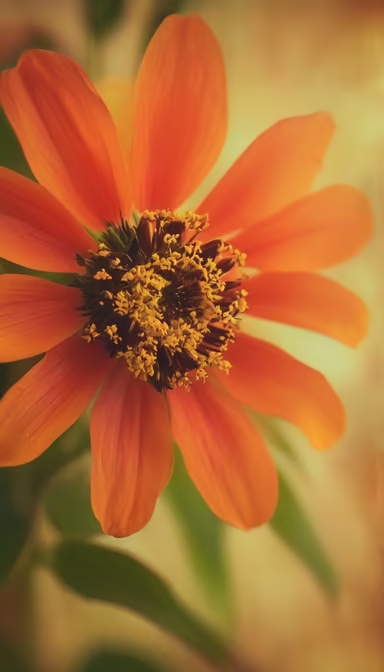 Orange Bloom Orange Bloom