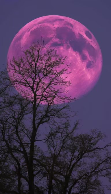 Pink Moon