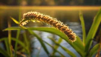 Golden Hour Glow