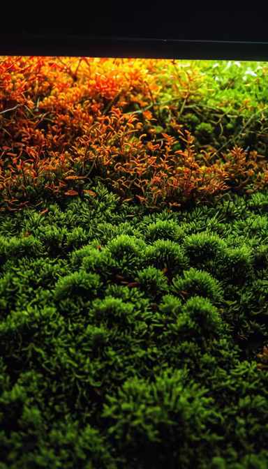 Living Wall Living Wall