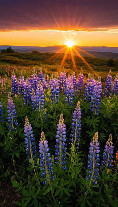 Lupine Meadow at Sunset Lupine Meadow at Sunset