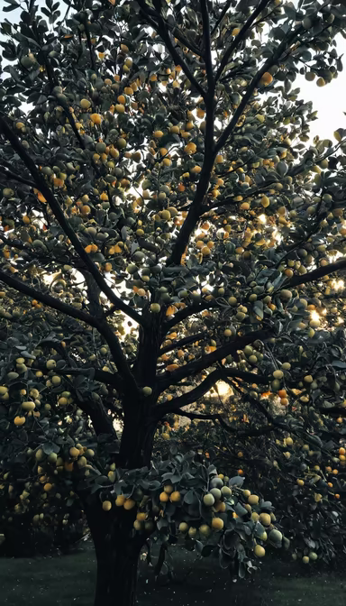 Abundance Abundance