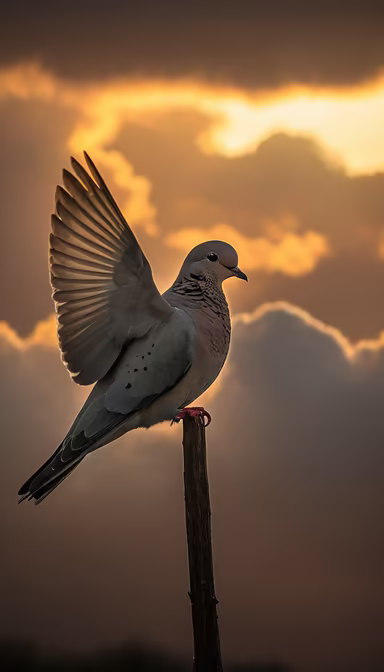 Dove at Sunset Dove at Sunset