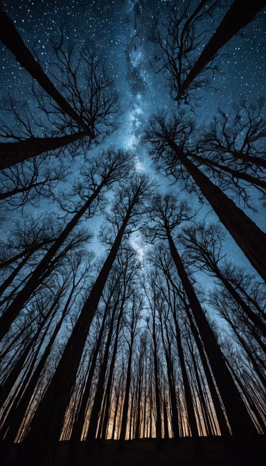 Stargazing in the Forest Stargazing in the Forest