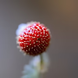 Crimson Bloom Crimson Bloom