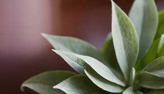 Silver Leaved Beauty