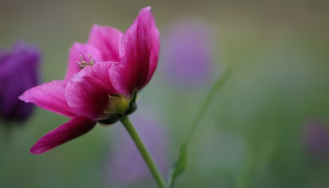 Pink Bloom