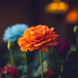 Orange Ranunculus
