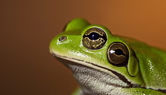 Green Tree Frog Green Tree Frog