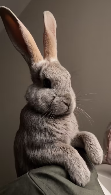 Rabbit Portrait Rabbit Portrait