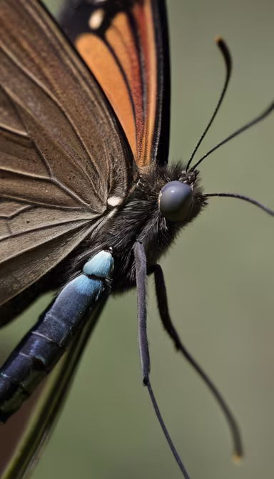 Butterfly Close-Up