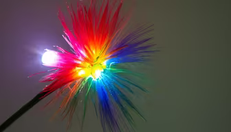 Rainbow Bloom Rainbow Bloom