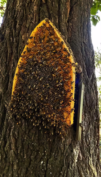 Nature's Architects