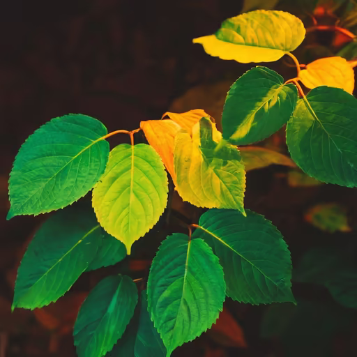 Autumn Leaves